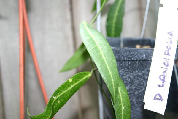 http://www.cloudjungle.com/CloudJungle/Asclepiadaceae/Dischidia/Dischidia_lancifolia.jpg