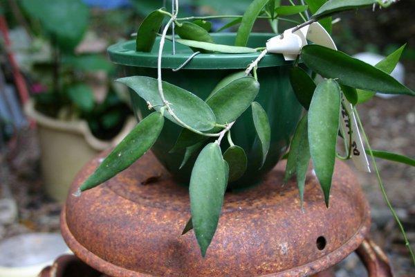 http://www.cloudjungle.com/CloudJungle/Asclepiadaceae/Dischidiopsis/Dischidiopsis_luzonica.jpg