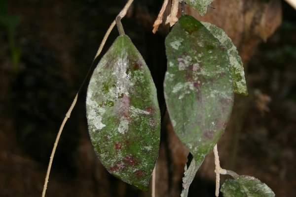 http://www.cloudjungle.com/CloudJungle/Asclepiadaceae/Hoya/Hoya%20caudata.jpg