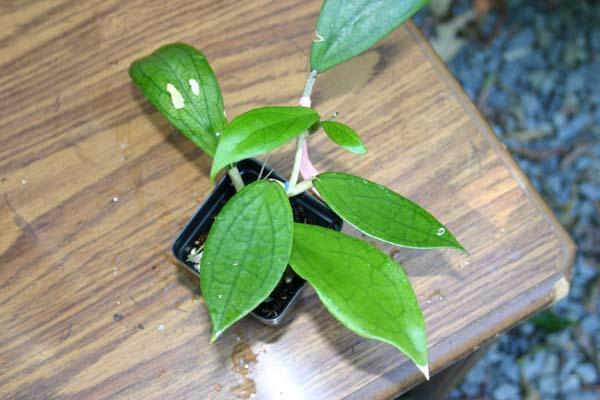 http://www.cloudjungle.com/CloudJungle/Asclepiadaceae/Hoya/Hoya%20cv%20Jennifer.jpg