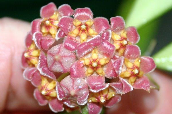 http://www.cloudjungle.com/CloudJungle/Asclepiadaceae/Hoya/Hoya%20davidcummingii%20flower.jpg