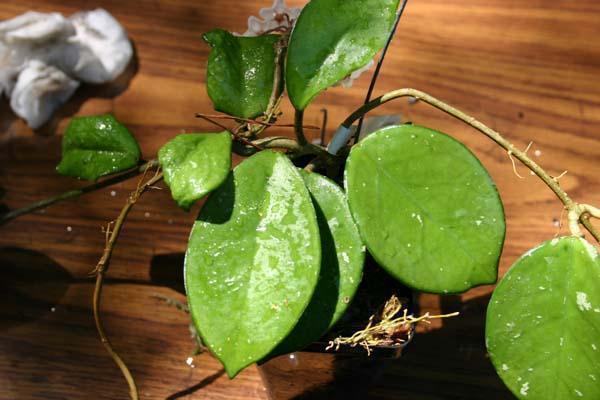 http://www.cloudjungle.com/CloudJungle/Asclepiadaceae/Hoya/Hoya%20motorskei.jpg