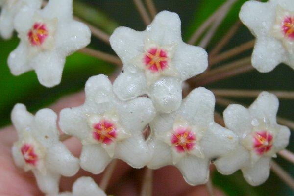 http://www.cloudjungle.com/CloudJungle/Asclepiadaceae/Hoya/Hoya%20motoskei%20flower%20close.jpg