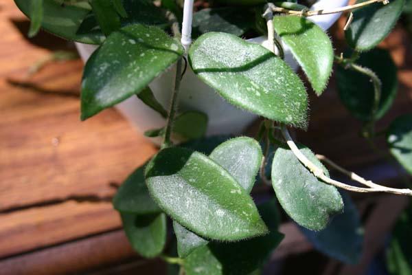 http://www.cloudjungle.com/CloudJungle/Asclepiadaceae/Hoya/Hoya%20thomasonii.jpg