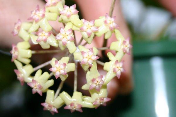 http://www.cloudjungle.com/CloudJungle/Asclepiadaceae/Hoya/Hoya%20unknown%204%20flower%202.jpg 