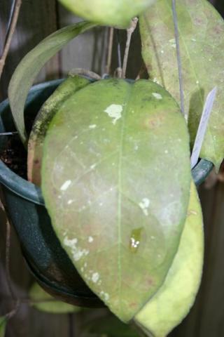 http://www.cloudjungle.com/CloudJungle/Asclepiadaceae/Hoya/Hoya%20unknown%204.jpg