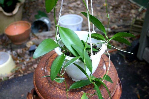 http://www.cloudjungle.com/CloudJungle/Asclepiadaceae/dischidiopsis/dischidia_luzon.jpg