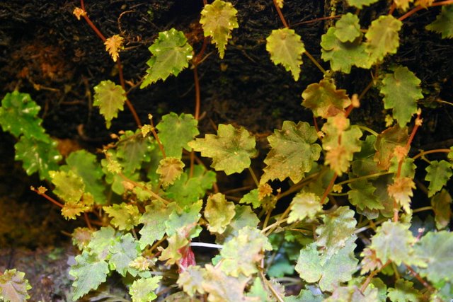 http://www.cloudjungle.com/CloudJungle/Begoniaceae/Begonia/Begonia%20sp%20Lita.jpg