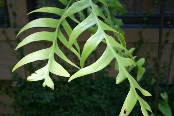 Epiphyllum-chrysocardium.jpg