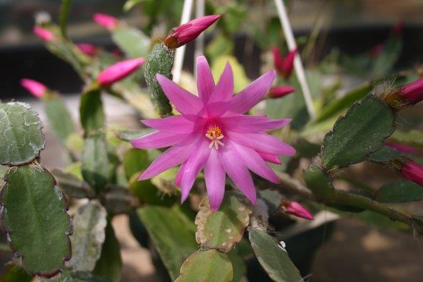 http://www.cloudjungle.com/CloudJungle/Cactaceae/Hatiora/Hatiora%20gaertneri.jpg