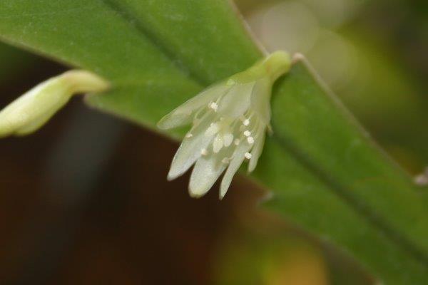 http://www.cloudjungle.com/CloudJungle/Cactaceae/Lepismium/Lepismium%20houlletiana%20flower1.jpg