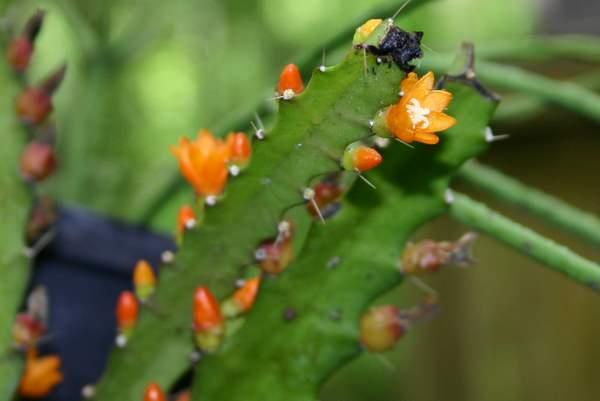 http://www.cloudjungle.com/CloudJungle/Cactaceae/Pfeiffera/Pfeiffera%20monacanthum.jpg