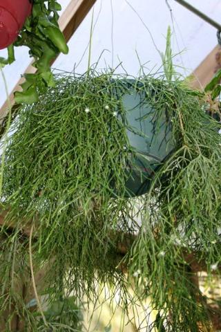 http://www.cloudjungle.com/CloudJungle/Cactaceae/Rhipsalis/IMG_2441.JPG