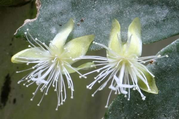 http://www.cloudjungle.com/CloudJungle/Cactaceae/Rhipsalis/Rhipsalis%20aff%20oblonga%20bw.jpg