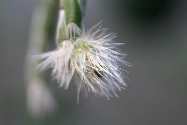 http://www.cloudjungle.com/CloudJungle/Cactaceae/Rhipsalis/Rhipsalis%20pilocarpa%20emerging%20flower.jpg