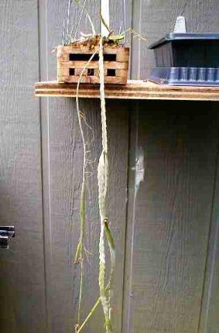 http://www.cloudjungle.com/CloudJungle/Cactaceae/Rhipsalis/Rhipsalis_warmingiana.jpg