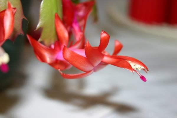 http://www.cloudjungle.com/CloudJungle/Cactaceae/Schlumbergera/Schlumbergera%20red%20Lindas%20great%20aunt.jpg