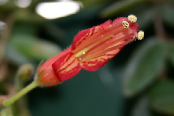 http://www.cloudjungle.com/CloudJungle/Gesneriaceae/Aeschynanthus/Aeschynanthus%20gracilis%20Jade%20Pagoda%20flower2.jpg