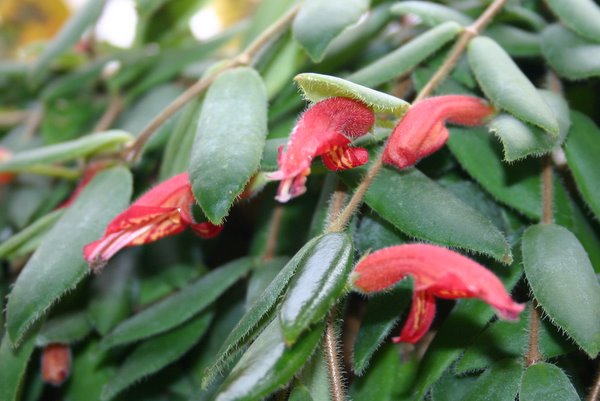 http://www.cloudjungle.com/CloudJungle/Gesneriaceae/Aeschynanthus/Aeschynanthus%20gracilis%20Jade%20Pagoda%20flowers.jpg