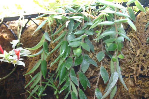 http://www.cloudjungle.com/CloudJungle/Gesneriaceae/Aeschynanthus/Aeschynanthus%20gracilis%20Jade%20Pagoda.jpg