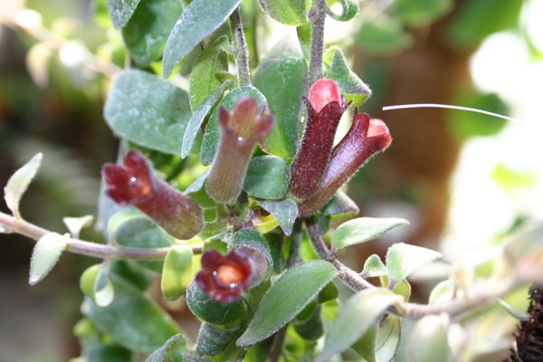 http://www.cloudjungle.com/CloudJungle/Gesneriaceae/Aeschynanthus/Aeschynanthus%20radicans%20crispa.jpg