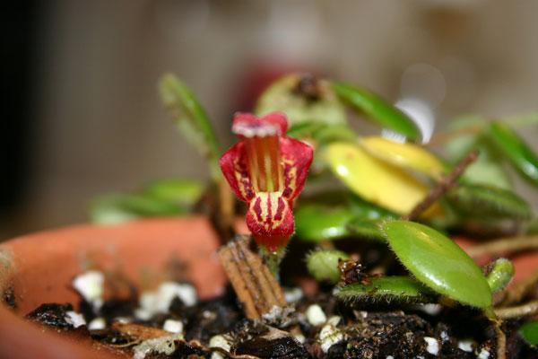 http://www.cloudjungle.com/CloudJungle/Gesneriaceae/Aeschynanthus/Aeschynanthus_gracilis.jpg