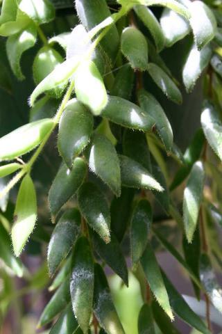 http://www.cloudjungle.com/CloudJungle/Gesneriaceae/Aeschynanthus/Aeschynanthus_gracilis_Jade.jpg