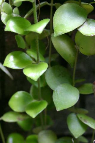 http://www.cloudjungle.com/CloudJungle/Gesneriaceae/Aeschynanthus/Aeschynanthus_tricolor.jpg