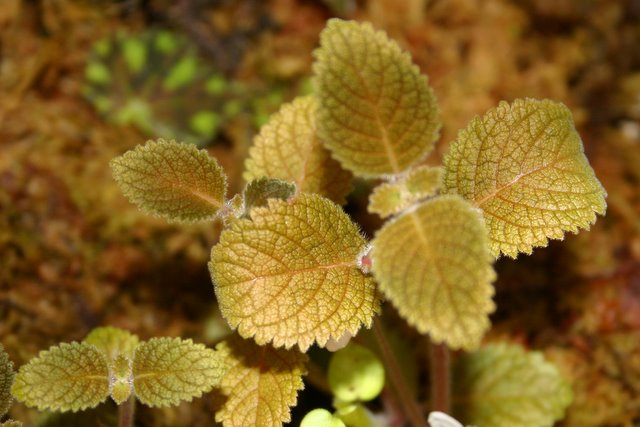 http://www.cloudjungle.com/CloudJungle/Gesneriaceae/Amalophyllon/Amalophyllon%20sp%20RM2006.jpg