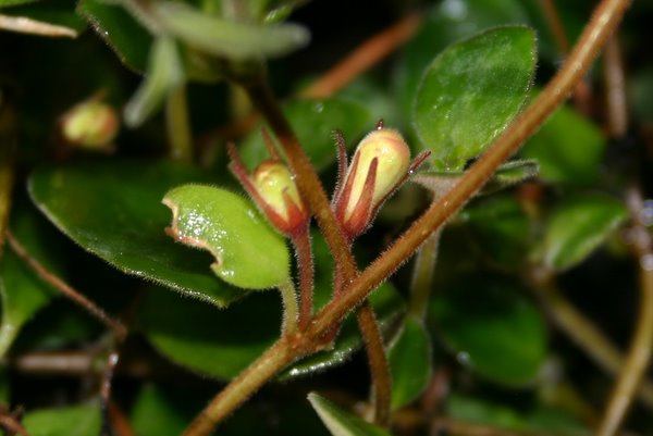 http://www.cloudjungle.com/CloudJungle/Gesneriaceae/Codonanthe/Codonanthe%20devosiana%20buds.jpg