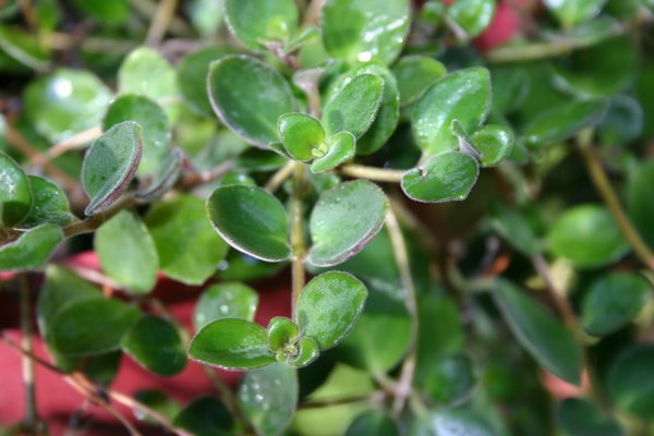 http://www.cloudjungle.com/CloudJungle/Gesneriaceae/Codonanthe/Codonanthe%20devosiana.jpg