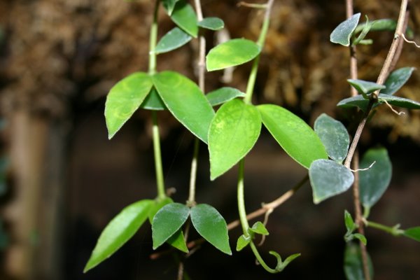 http://www.cloudjungle.com/CloudJungle/Gesneriaceae/Codonanthe/Codonanthe%20gracilis.jpg