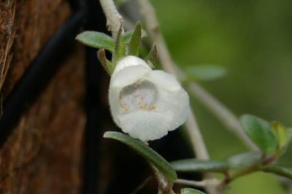 http://www.cloudjungle.com/CloudJungle/Gesneriaceae/Codonanthe/Codonanthe%20noid2.jpg