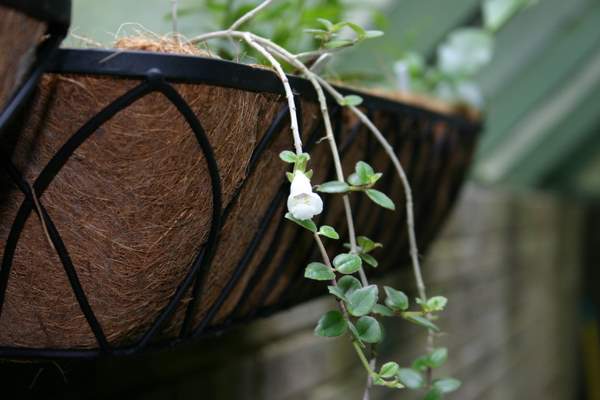 http://www.cloudjungle.com/CloudJungle/Gesneriaceae/Codonanthe/Codonanthe%20noid3.jpg