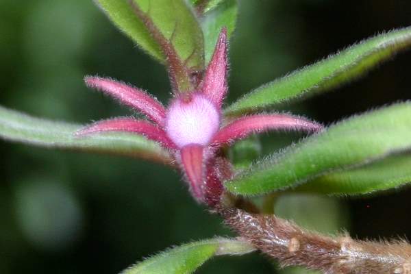 http://www.cloudjungle.com/CloudJungle/Gesneriaceae/Columnea/Columnea%20CHW4_2004EA001%20berry.jpg