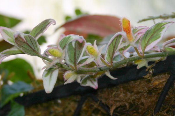 http://www.cloudjungle.com/CloudJungle/Gesneriaceae/Columnea/Columnea%20Frosty%20Hills%20buds1.jpg