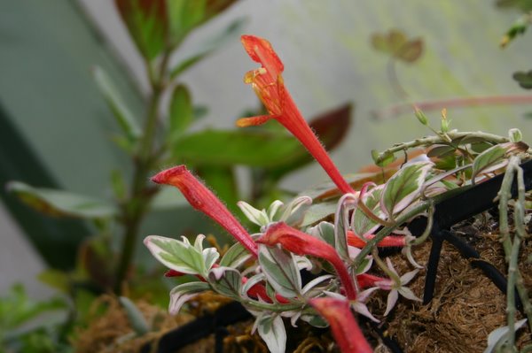http://www.cloudjungle.com/CloudJungle/Gesneriaceae/Columnea/Columnea%20Frosty%20Hills%20flower.jpg
