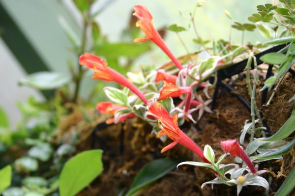 http://www.cloudjungle.com/CloudJungle/Gesneriaceae/Columnea/Columnea%20Frosty%20Hills%20flowers.jpg