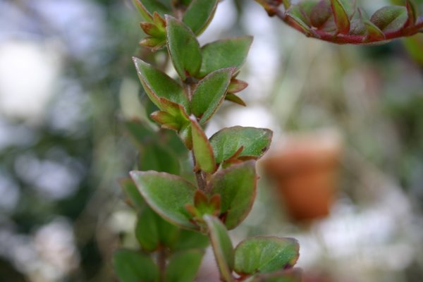 http://www.cloudjungle.com/CloudJungle/Gesneriaceae/Columnea/Columnea%20Stavanger%20calyx.jpg