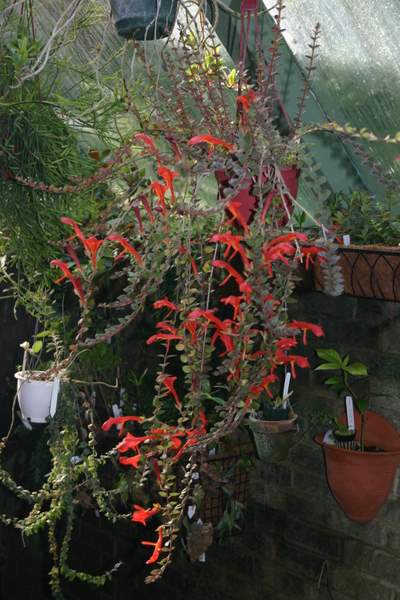 http://www.cloudjungle.com/CloudJungle/Gesneriaceae/Columnea/Columnea%20Stavanger%20plant.jpg