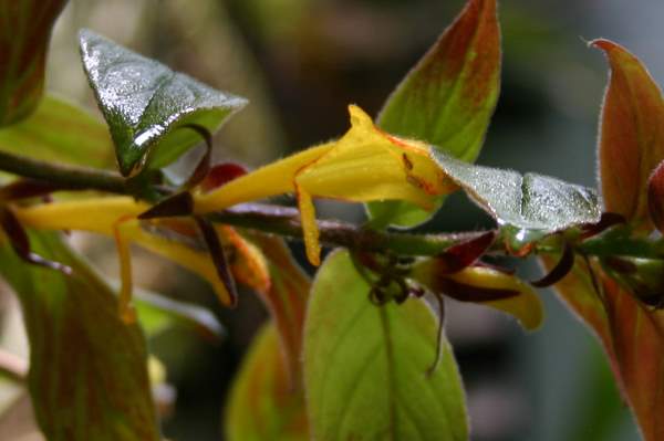 http://www.cloudjungle.com/CloudJungle/Gesneriaceae/Columnea/Columnea%20Yellow%20Dragon%20Flower.jpg