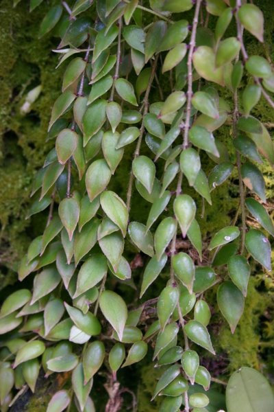 http://www.cloudjungle.com/CloudJungle/Gesneriaceae/Columnea/Columnea%20arguta.jpg