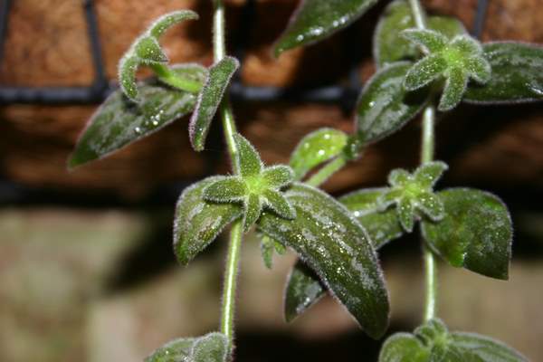http://www.cloudjungle.com/CloudJungle/Gesneriaceae/Columnea/Columnea%20gloriosa%20calyx.jpg