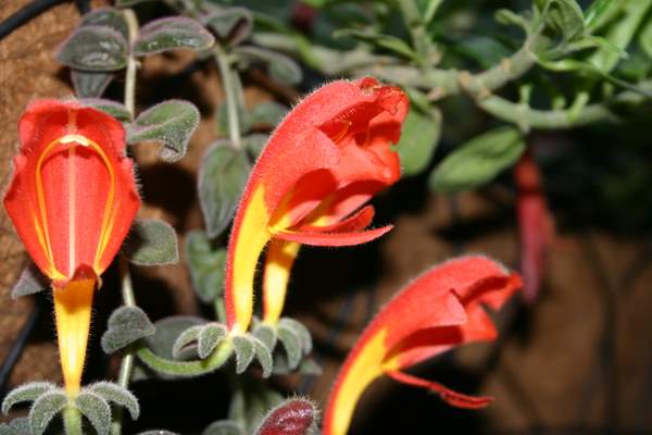 http://www.cloudjungle.com/CloudJungle/Gesneriaceae/Columnea/Columnea%20gloriosa%20flower2.jpg