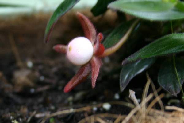 http://www.cloudjungle.com/CloudJungle/Gesneriaceae/Columnea/Columnea%20hybrid%20berry.jpg