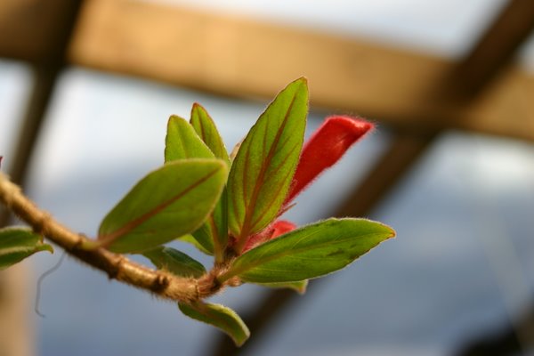 http://www.cloudjungle.com/CloudJungle/Gesneriaceae/Columnea/Columnea%20hybrid%20unk.jpg