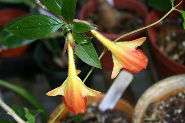 http://www.cloudjungle.com/CloudJungle/Gesneriaceae/Columnea/Columnea%20hybrid.jpg