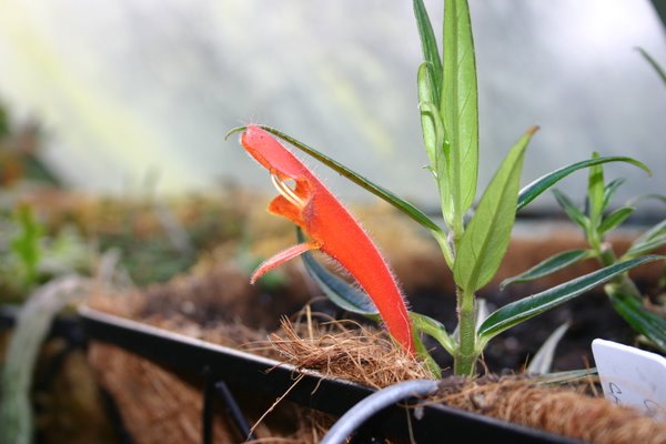 http://www.cloudjungle.com/CloudJungle/Gesneriaceae/Columnea/Columnea%20linearis%20flower1.jpg
