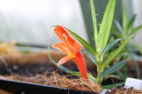 http://www.cloudjungle.com/CloudJungle/Gesneriaceae/Columnea/Columnea%20linearis%20flower2.jpg