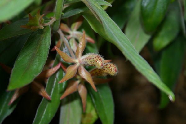 http://www.cloudjungle.com/CloudJungle/Gesneriaceae/Columnea/Columnea%20schiedeana%20buds1.jpg